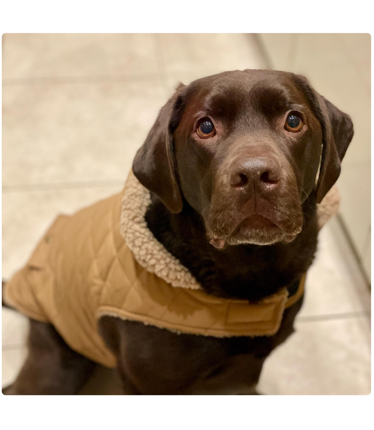 DOG JACKETS